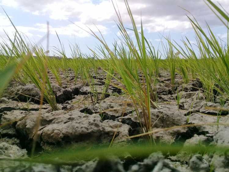 sawah-saat-kekeringan