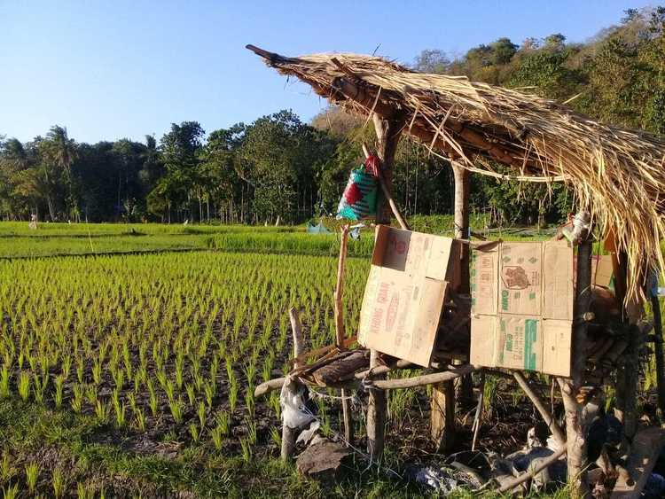 sawah-1-hari-setelah-tanam