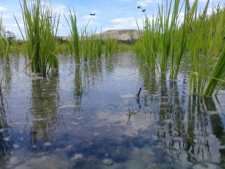 sawah-saat-air-kembali-mengalir